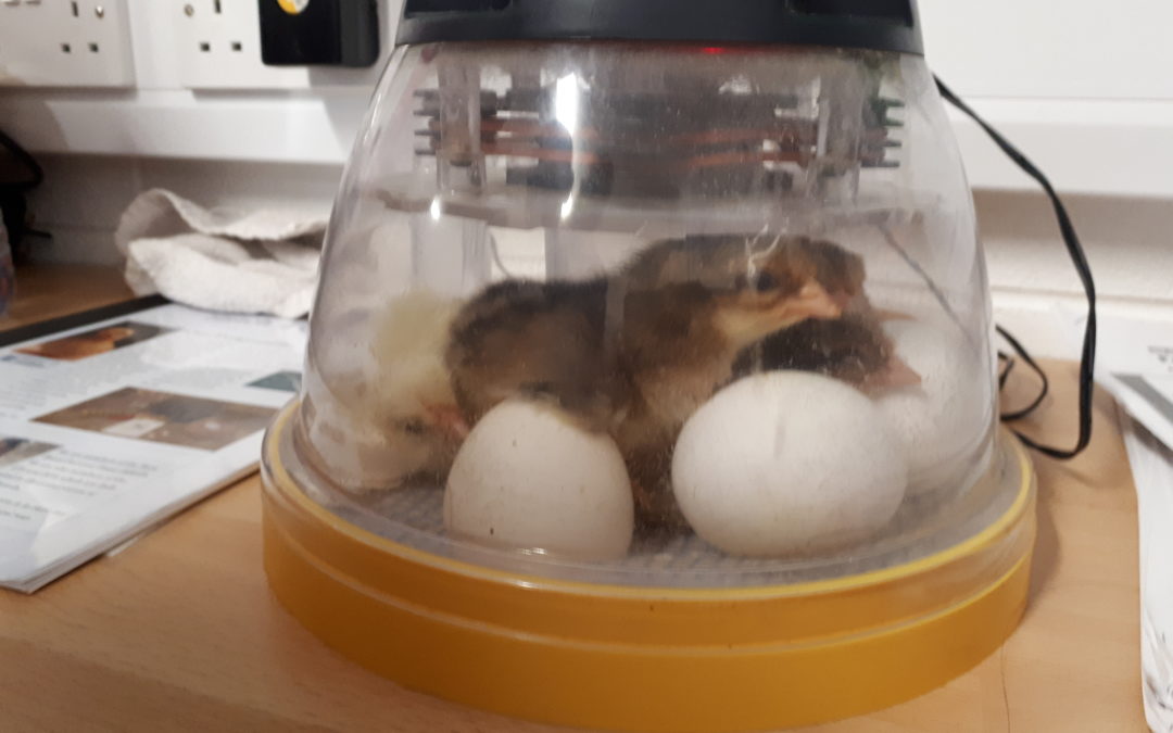 Chicks- Hatch 4 Schools